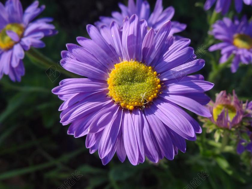 大自然 天空 太阳 夏 海滩 美丽 漂亮 日落 日出 蓝色