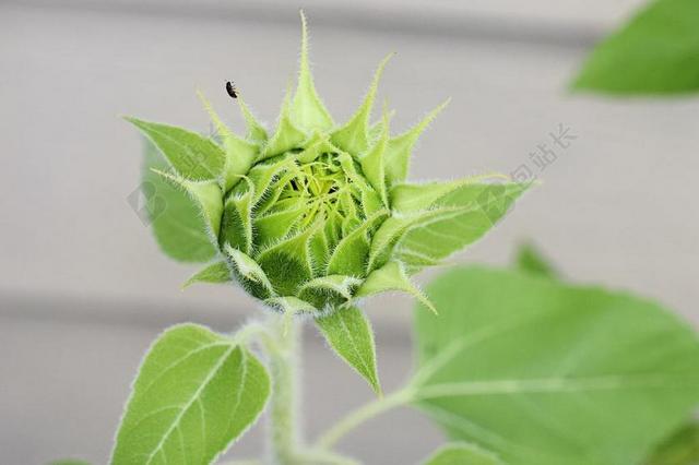 向日葵 花 农场 花园 绿色 园艺 自然 夏天 植物 园丁