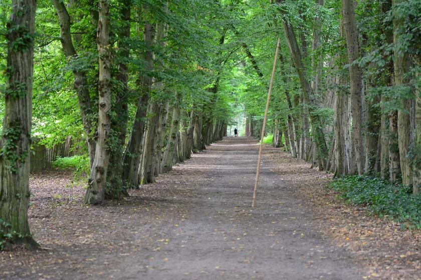 树木 走的路 林 步行 景观 绿色 徒步旅行 公园 树