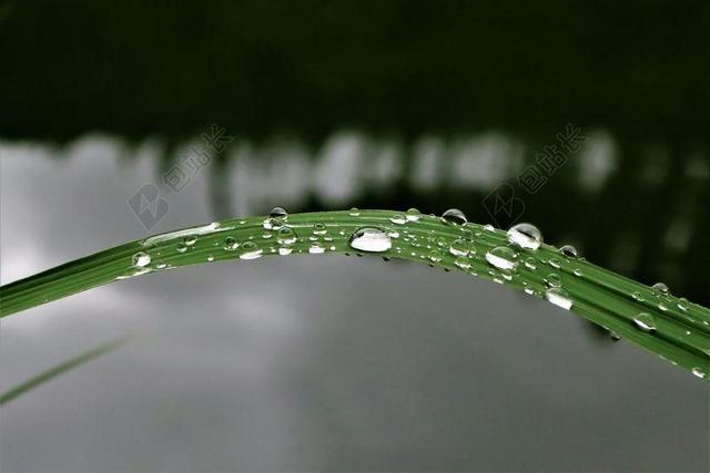 摄影唯美绿叶雨滴背景图片