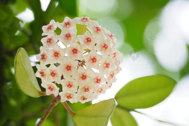 台灣 台北 植物園 毬蘭 白色 綠色 花 花卉 自然 花朵