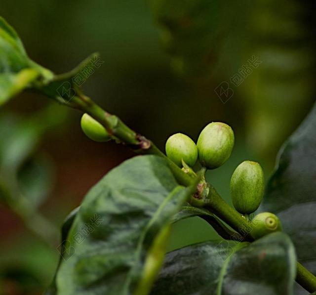 咖啡豆 咖啡 植物 棕色 豆 咖啡因 咖啡厅 特写 叶