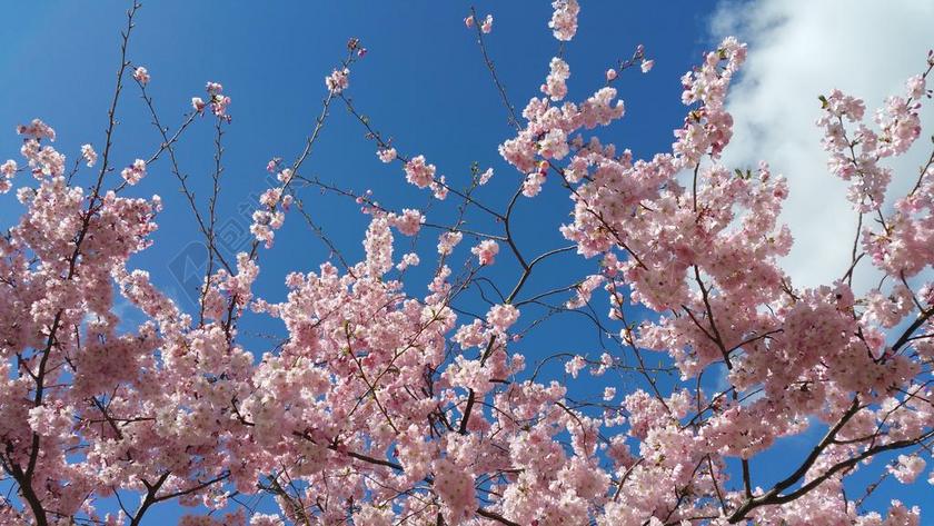 鲜花 天空 性质 蓝色 树 云计算 黄色的花 春天 粉色