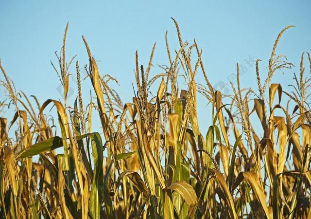 玉米 准备好收获 叶面肥 黄色 布朗 秋季 收获时间 作物