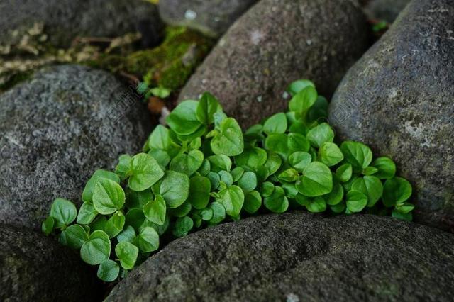 大自然 性质 叶 薄荷 岩 石头 园艺 花园