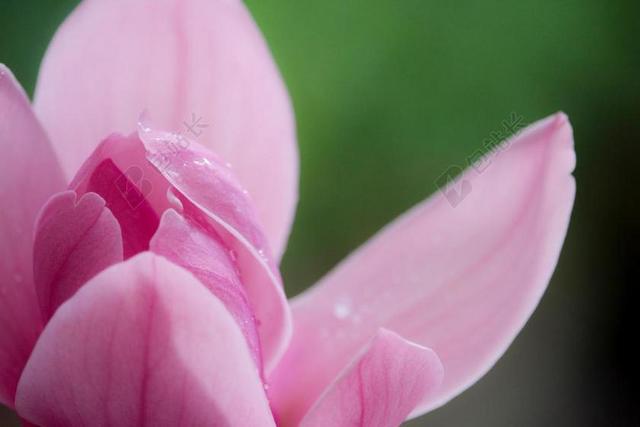 玉兰 粉红色 春 花 自然