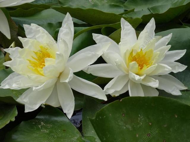 花 白 水 莲花 水百合