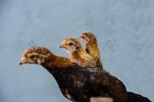 鸡 矮脚鸡 年轻的动物 家禽 动物 散养 饲养家禽