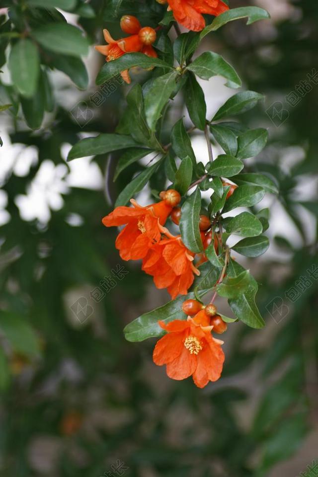 石榴花 红 火