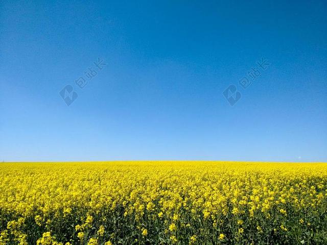 油菜 字段 天空 光明 黄色 性质 景观 油菜开花 开花