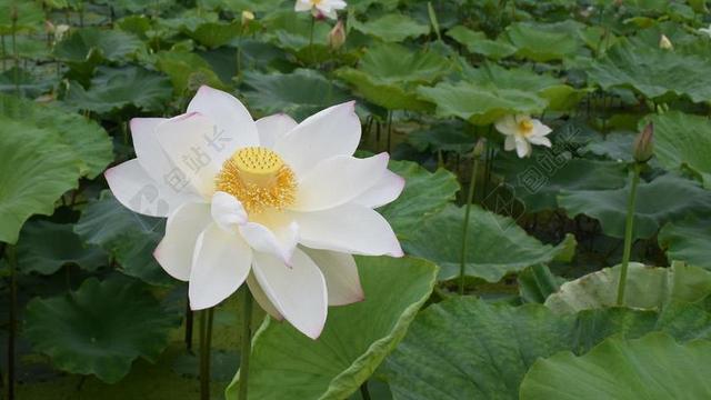 莲花 水塘 乡村 安静 纯洁