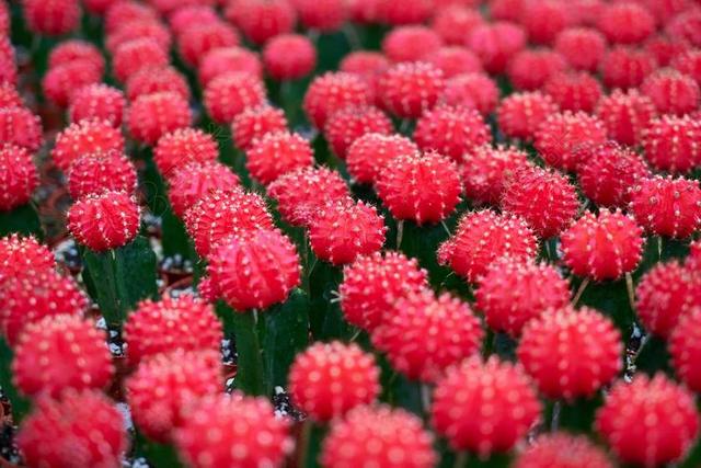 仙人掌 花卉 粉红色 植物 性质 美丽 花盆 鲜花 观叶植物