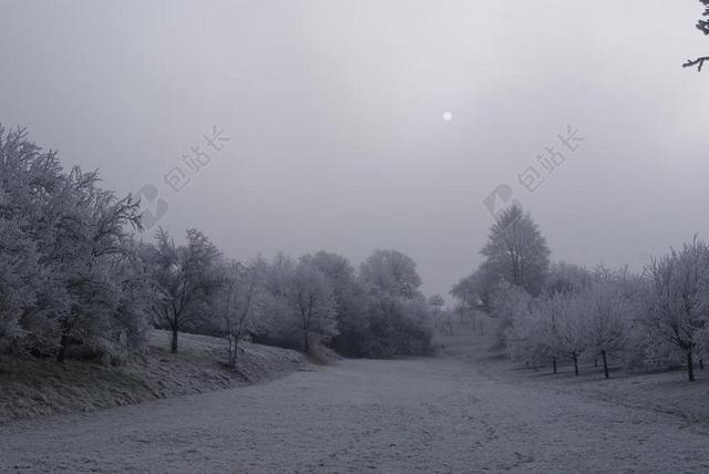 雪 寒冬 冬天 树 冬季 雪景