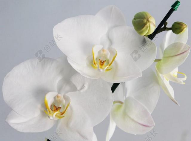 兰花 花卉 鲜花 白 纯度 植物 性质 白花