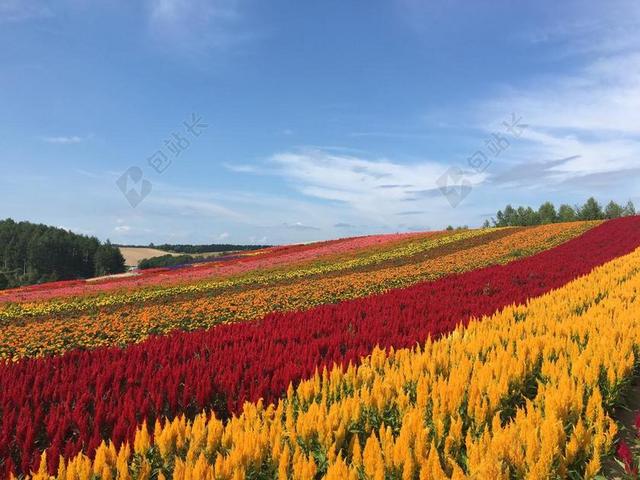 北海道 美瑛 花卉园 夏季 花