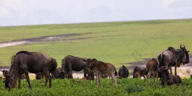 保护恩戈罗恩戈罗区 坦桑尼亚 WILDEBEESTE 自然 非洲