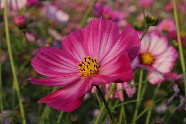 花园清新格桑花花朵背景图片