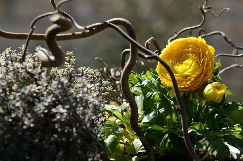 插花 花 科 春天 安排 黄色 厂