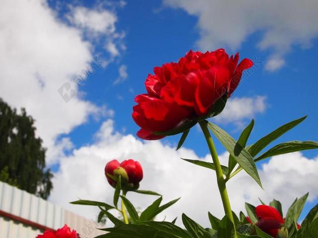 花园唯美开花背景图片