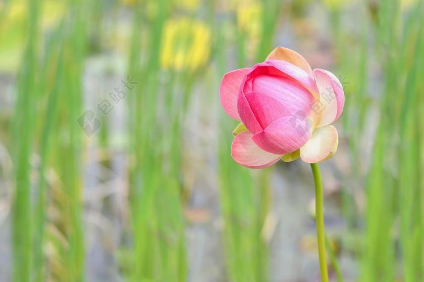 莲花 水生植物 花 粉色