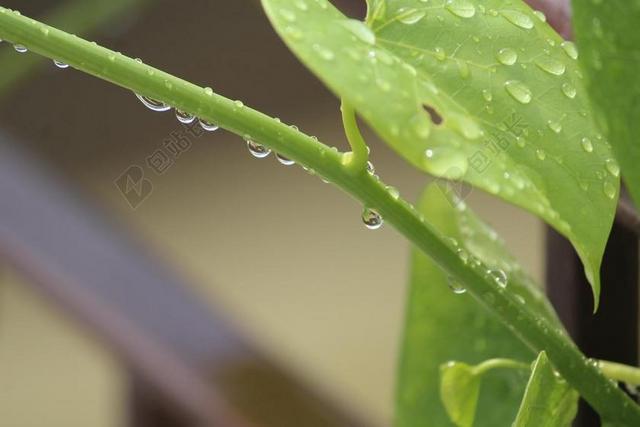 GILOY 心脏叶MOONSEED TINOSPORA草