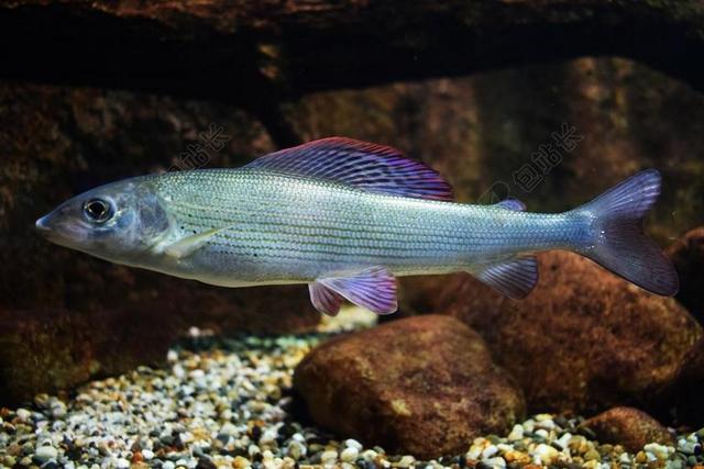 鱼 海 水族馆 海鸥 水 水下 船舶 比目鱼 端口 沙洲