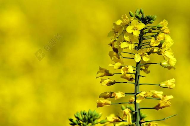油菜 关闭 黄色 油菜籽场 春天 字段 厂 农业 油菜开花