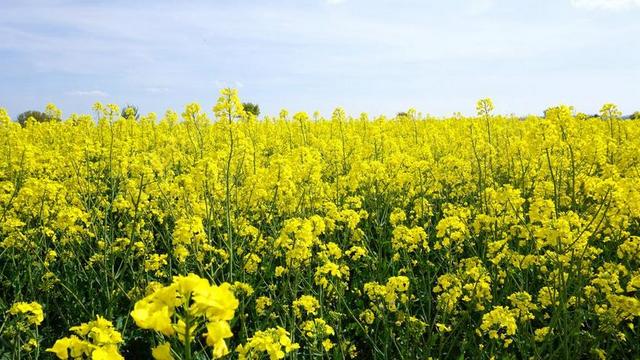 油菜 黄色 天空 性质 字段 油菜开花 景观 油菜籽场 厂