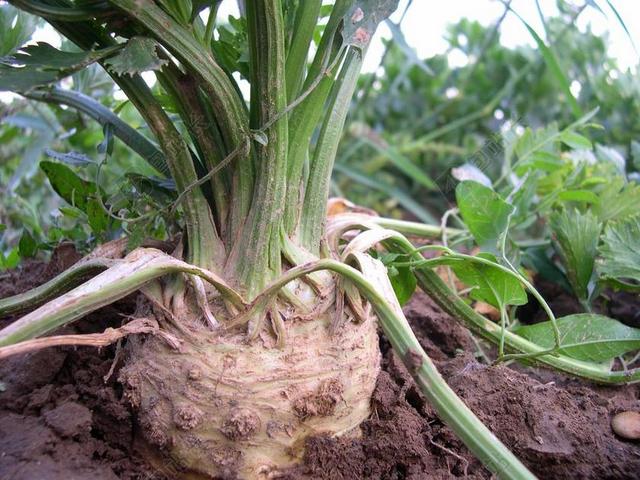 芹菜 块根 蔬菜 沙拉 营养 红色 健康 食品 维生素