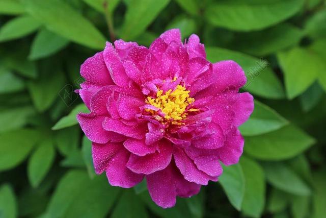 开花 牡丹 花 雨滴 牡丹花 关闭