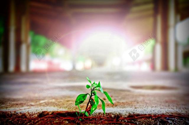 植物清新萌芽的种子背景图片