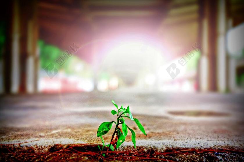 植物清新萌芽的种子背景图片