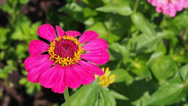 花 百日草 花园 花卉 剧情 性质 百日草DALIOWA