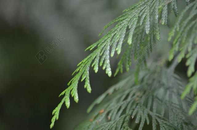 雪松 森林 自然 树 枝杈 叶子