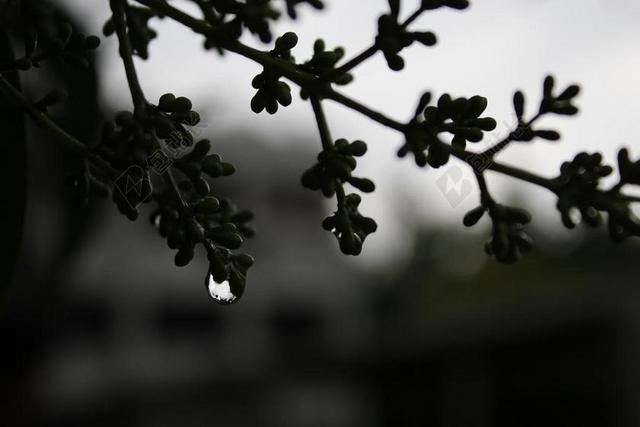 黑暗 放下 水滴 阴郁的 分支机构 支 树