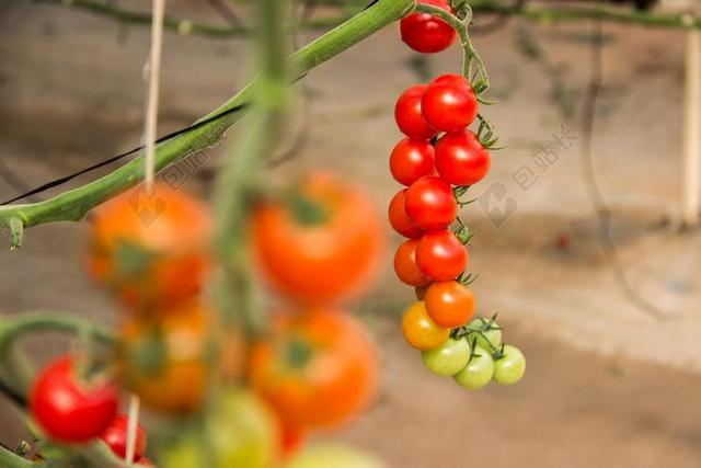 番茄 蔬菜 西红柿 成分 厨房 红色 沙拉 食品 健康