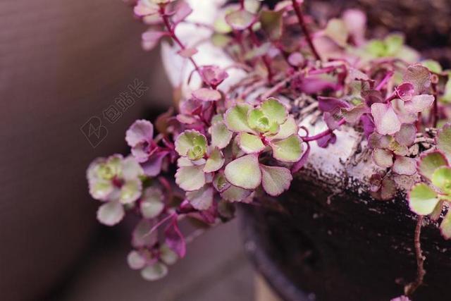 多汁 花 花园 植物 夏天 自然 花的 叶 装修 绿色