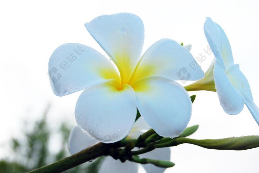 姜黄色百合花 花 白 自然 热带 夏天 花的 植物 花瓣