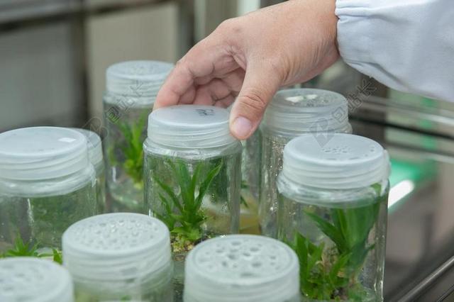 植物组织培养设施 生物技术研究所 大学马来西亚沙巴州