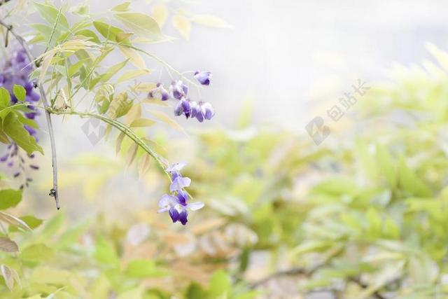 花 紫藤 春
