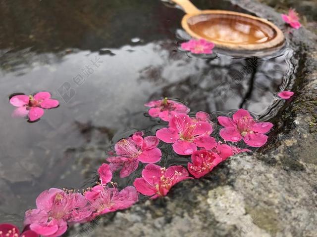 摄影唯美水池里的花瓣背景图片