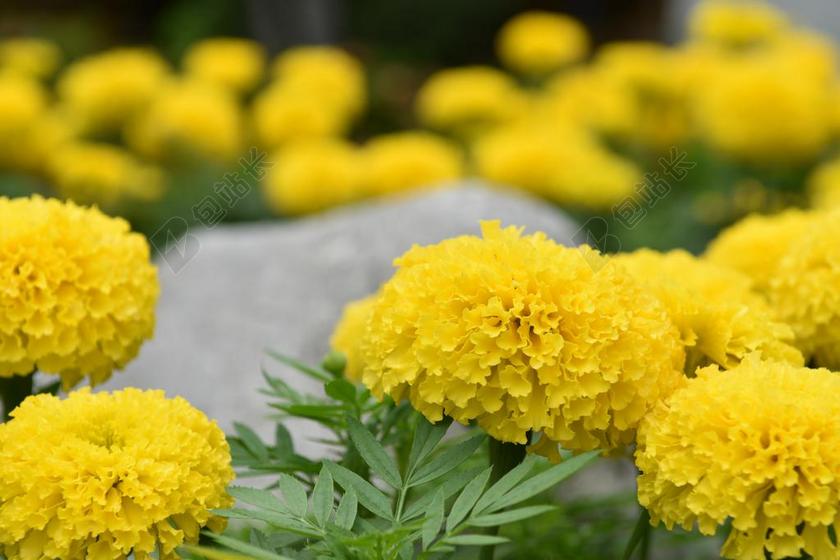 万寿菊花 花 性质 黄 黄色的花 刷新。 新鲜的花 万寿菊