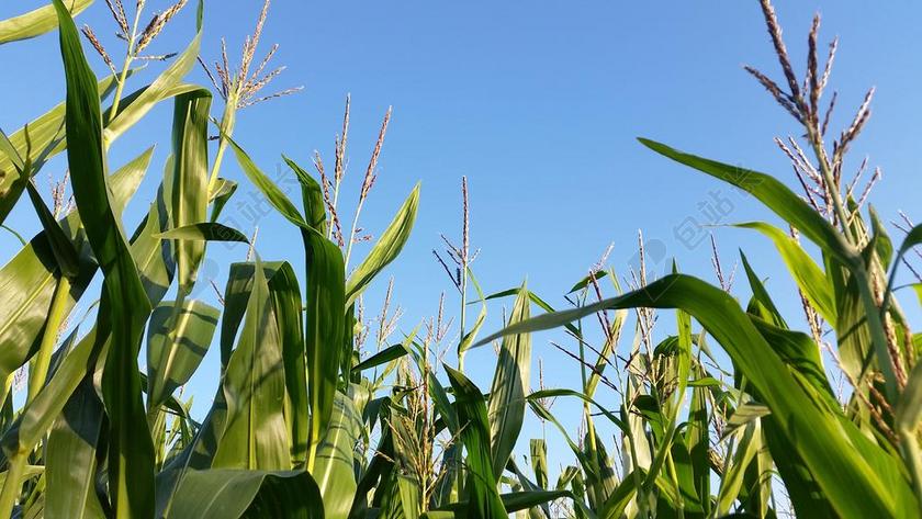 麦田 单养 景观 农业 玉米田 字段 玉米 玉米植物 耕地