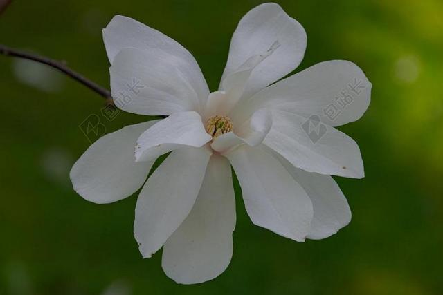 KWITNIECIE 春 性质 木兰 花 特写 玉兰花 白花