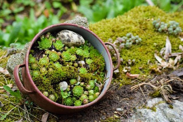 肉 性质 石园 仙人掌 岩石花园 绿色 厂 植物群 多肉植物