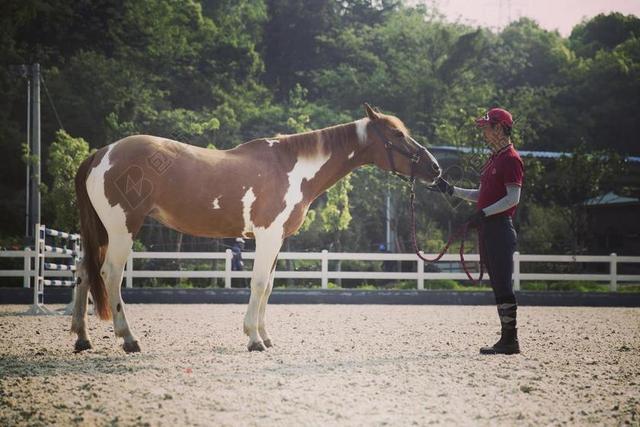 HORSE RIDING 马术