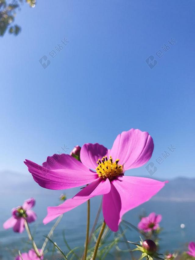 洱海 云南 双廊 花