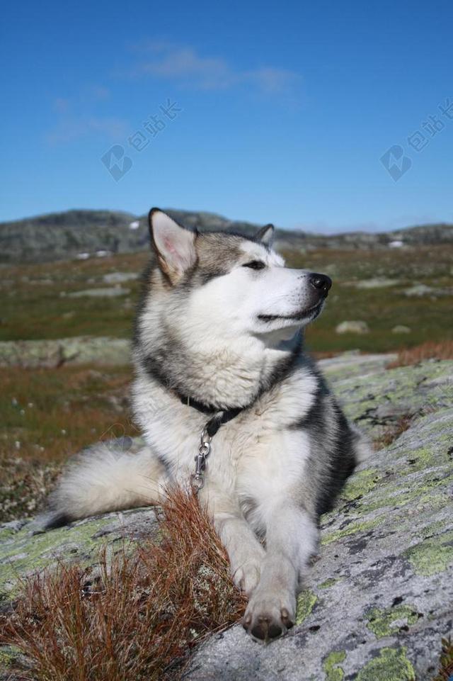 阿拉斯加雪橇犬 哈当厄尔高原山地 旅游 太阳 雪橇犬