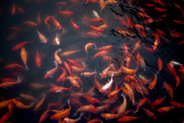 金鱼 水 池 水生动物 水族馆 游泳