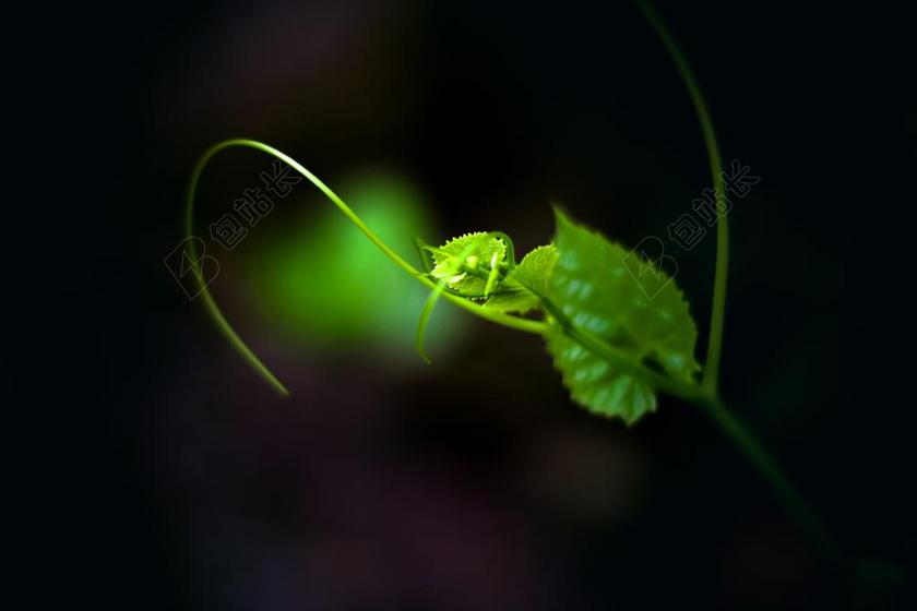 叶 绿色 新叶 壁纸 自然